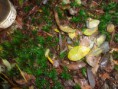 /album/integratie-3kk-1l/herfstwandeling-021-jpg/